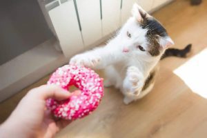 آیا گربه‌ها می‌توانند دونات بخورند؟