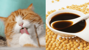 آیا گربه‌ها می‌توانند سس سویا بخورند؟