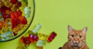 آیا گربه‌ها می‌توانند پاستیل بخورند؟ 
