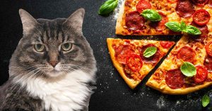 آیا گربه‌ها می‌توانند پپرونی بخورند؟ 