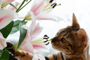 آیا لیلیوم برای گربه‌ها سمی است؟