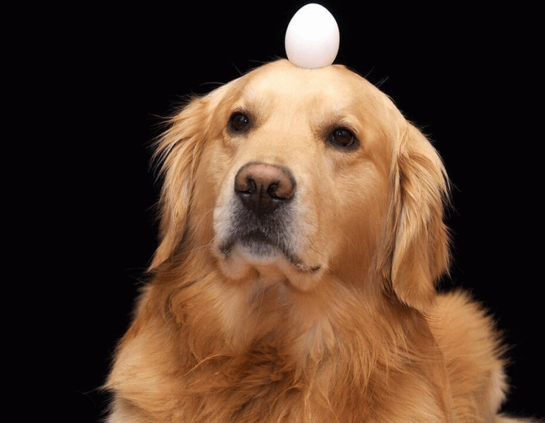 تخم مرغ برای سگ