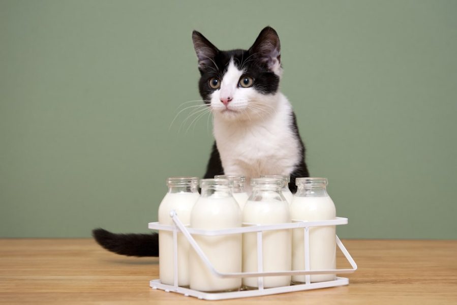 آیا گربه‌ها می‌توانند شیر بز بخورند؟