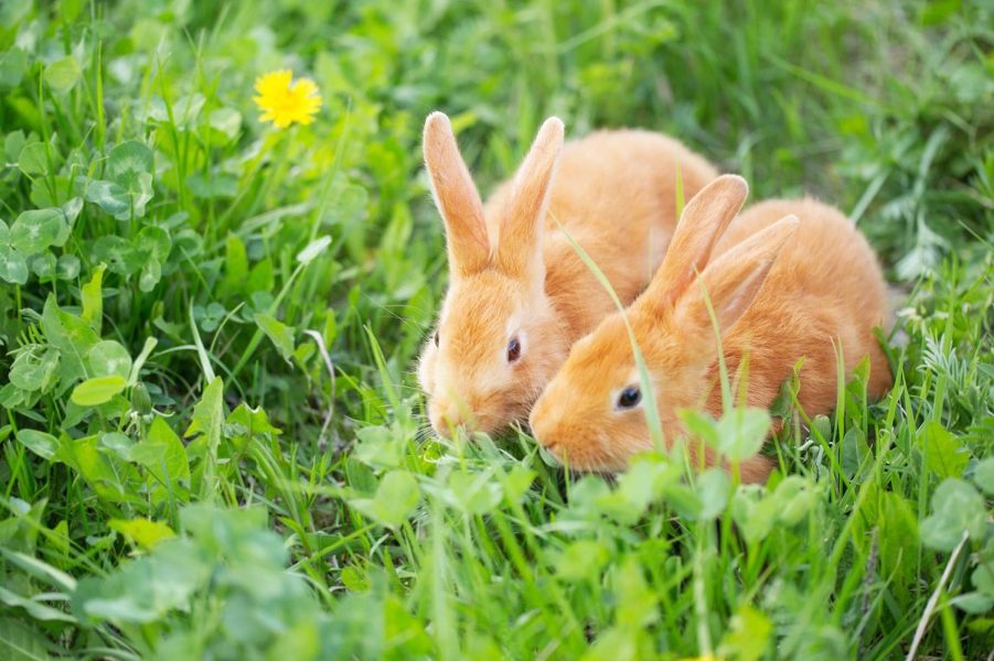 آیا خرگوش ها میتوانند شبدر بخورند؟
