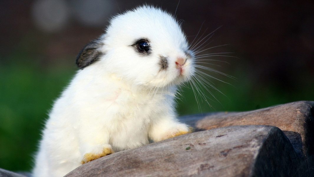 آیا خرگوش ها می توانند آووکادو بخورند؟
