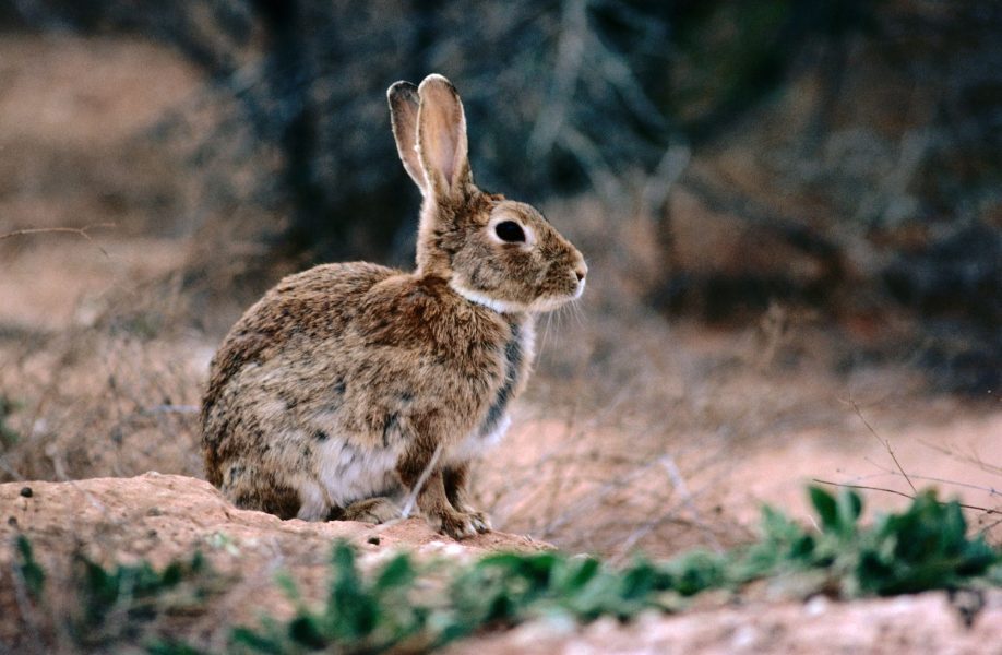 آیا خرگوش ها می توانند انجیر بخورند؟