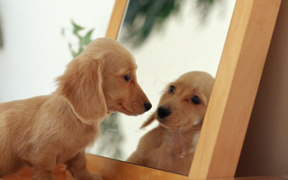 چرا سگ ها به آینه واق می زنند؟