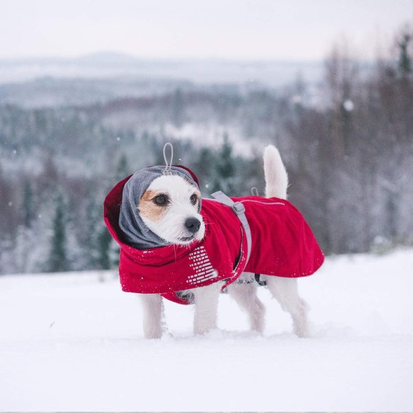 چگونه برای اولین بار برف را به سگ خود معرفی کنیم؟
