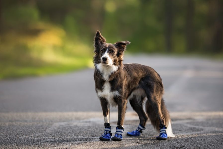 آیا سگ‌ ها باید کفش بپوشند؟