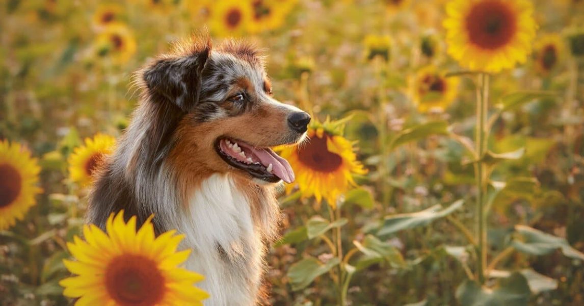 آیا سگ ها میتوانند روغن آفتابگردان بخورند؟
