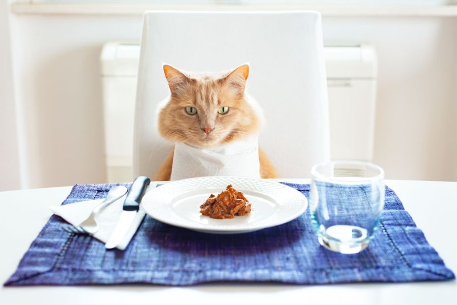 آیا گربه ها می توانند عدس بخورند؟
