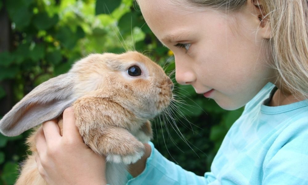 آیا خرگوش ها می توانند ایبوپروفن بخورند؟