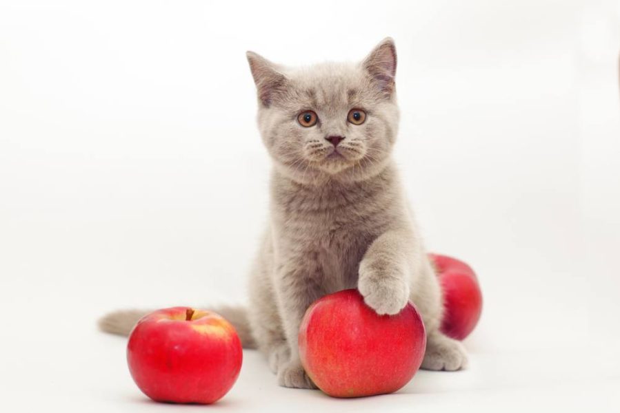 سیب برای گربه