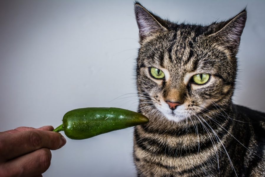 آیا گربه ها می توانند فلفل بخورند؟