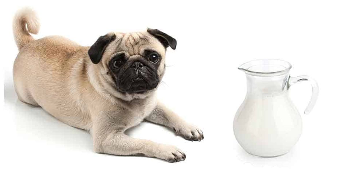 آیا سگ ها میتوانند شیر سویا بخورند؟