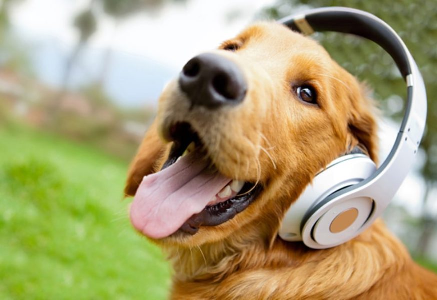 آیا موسیقی بلند به گوش سگ آسیب میرساند؟