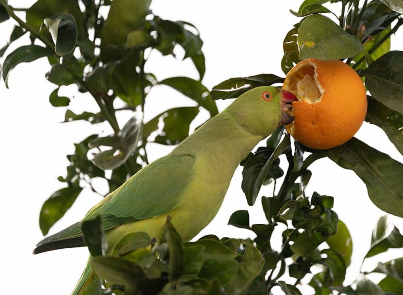 آیا طوطی ها می‌توانند پرتقال بخورند؟