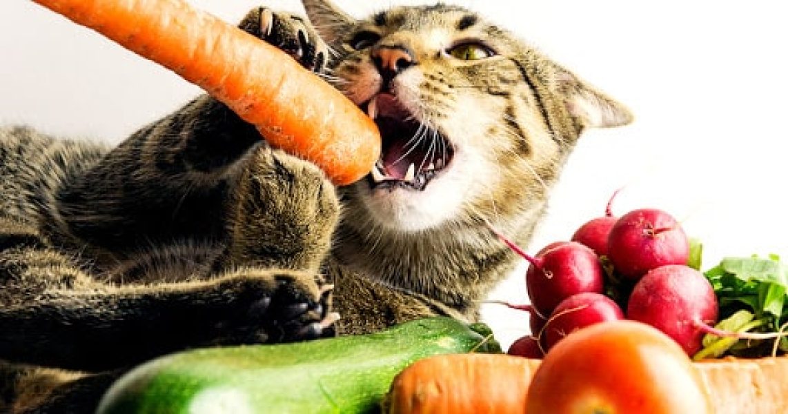 هویج برای گربه